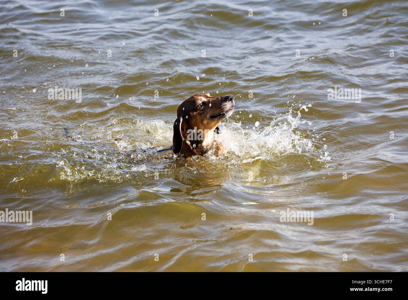 Chien nageant dans un lac. Baignade d'animaux de compagnie par temps chaud Banque D'Images
