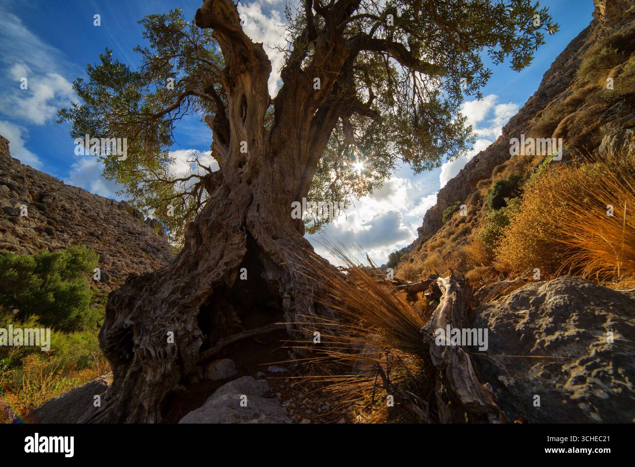 Majestueux oliviers anciens dans un paysage grec ensoleillé de Crète Banque D'Images