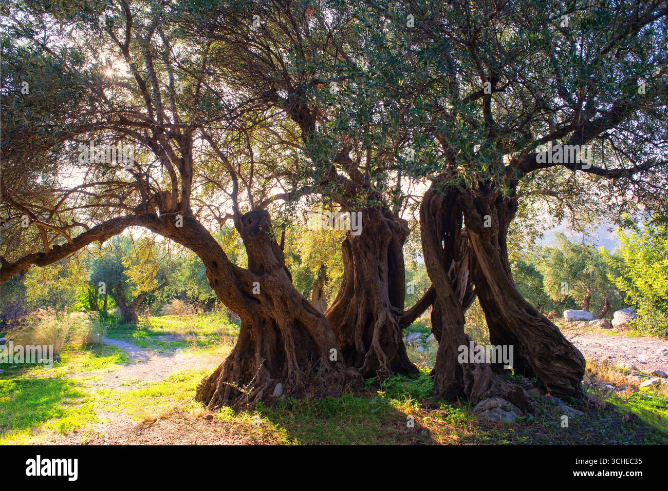 Majestueux oliviers anciens dans un paysage grec ensoleillé de Crète Banque D'Images