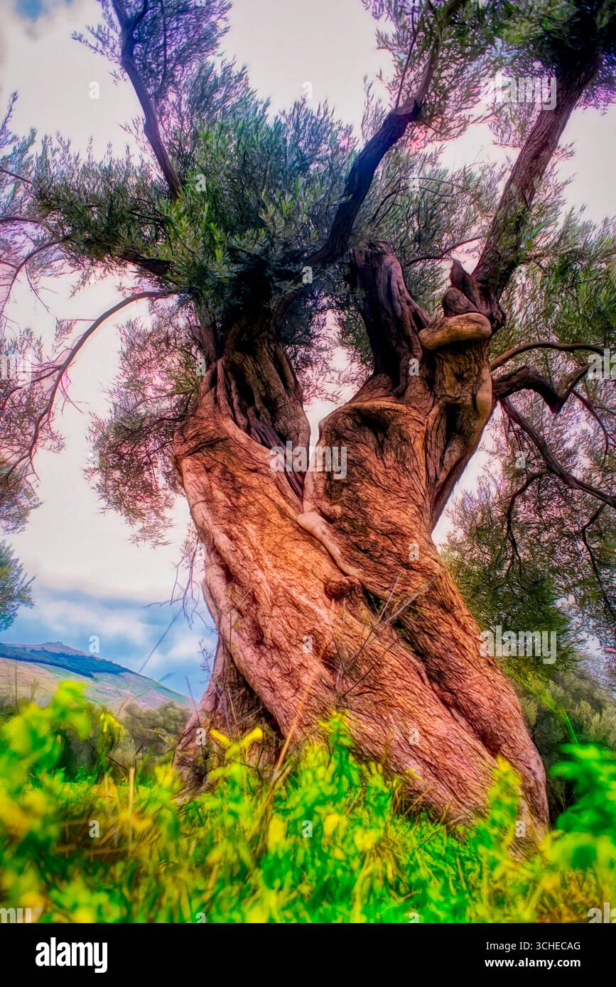 Majestueux oliviers anciens dans un paysage grec ensoleillé de Crète Banque D'Images