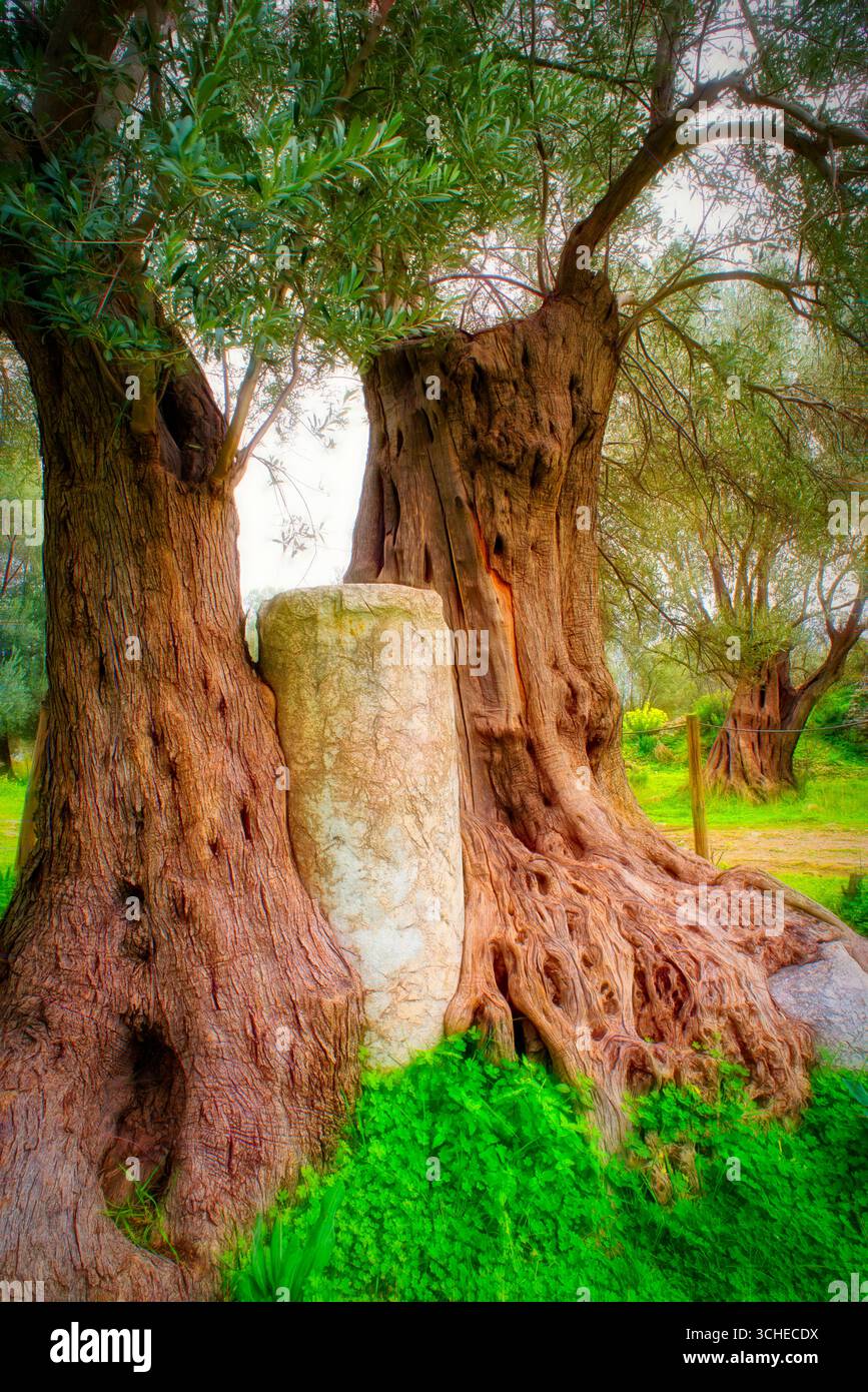 Ancien olivier et ancienne colonne coexistent ensemble à travers les siècles Banque D'Images