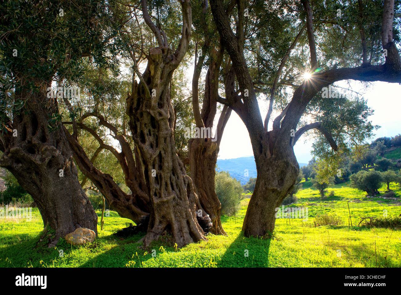 Majestueux oliviers anciens dans un paysage grec ensoleillé de Crète Banque D'Images