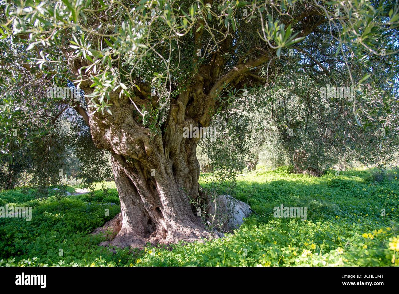 Majestueux oliviers anciens dans un paysage grec ensoleillé de Crète Banque D'Images