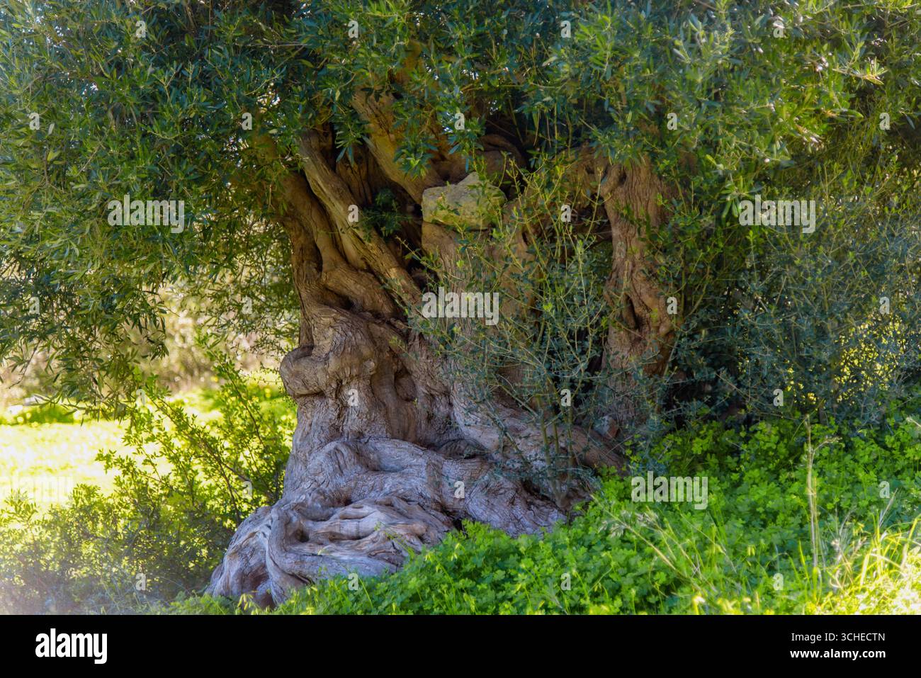 Majestueux oliviers anciens dans un paysage grec ensoleillé de Crète Banque D'Images