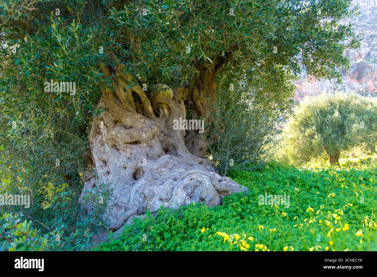 Majestueux oliviers anciens dans un paysage grec ensoleillé de Crète Banque D'Images