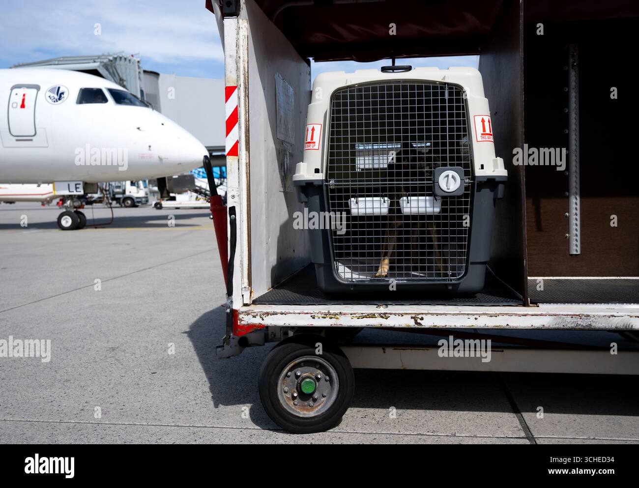 Munich, Allemagne. 01 Sep, 2025. ILLUSTRATION - chien Kira (berger allemand) assis dans une boîte de transport sur le tablier de l'aéroport de Munich. (scène mise en scène). Crédit : Sven Hoppe/dpa/Alamy Live News Banque D'Images