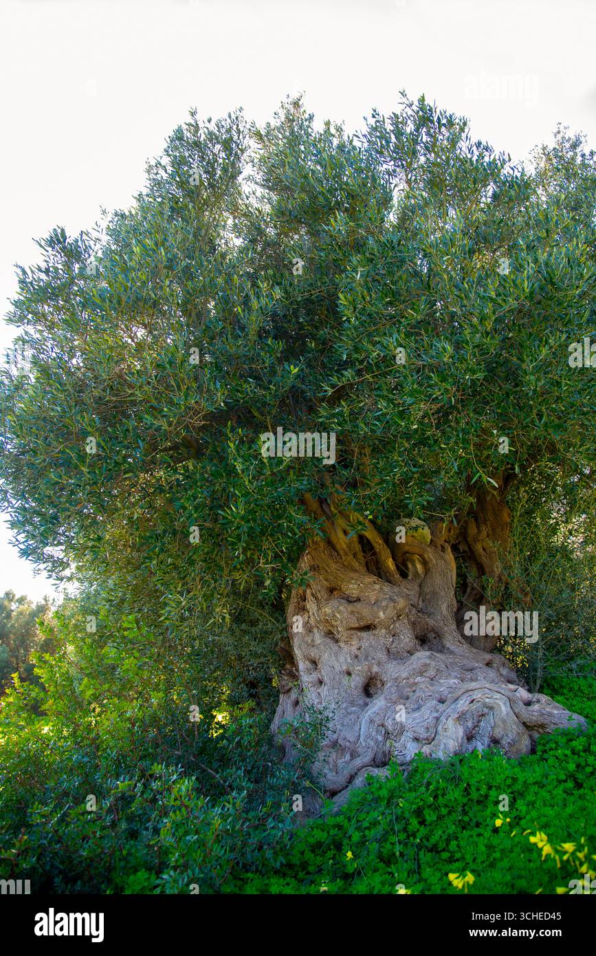 Majestueux oliviers anciens dans un paysage grec ensoleillé de Crète Banque D'Images