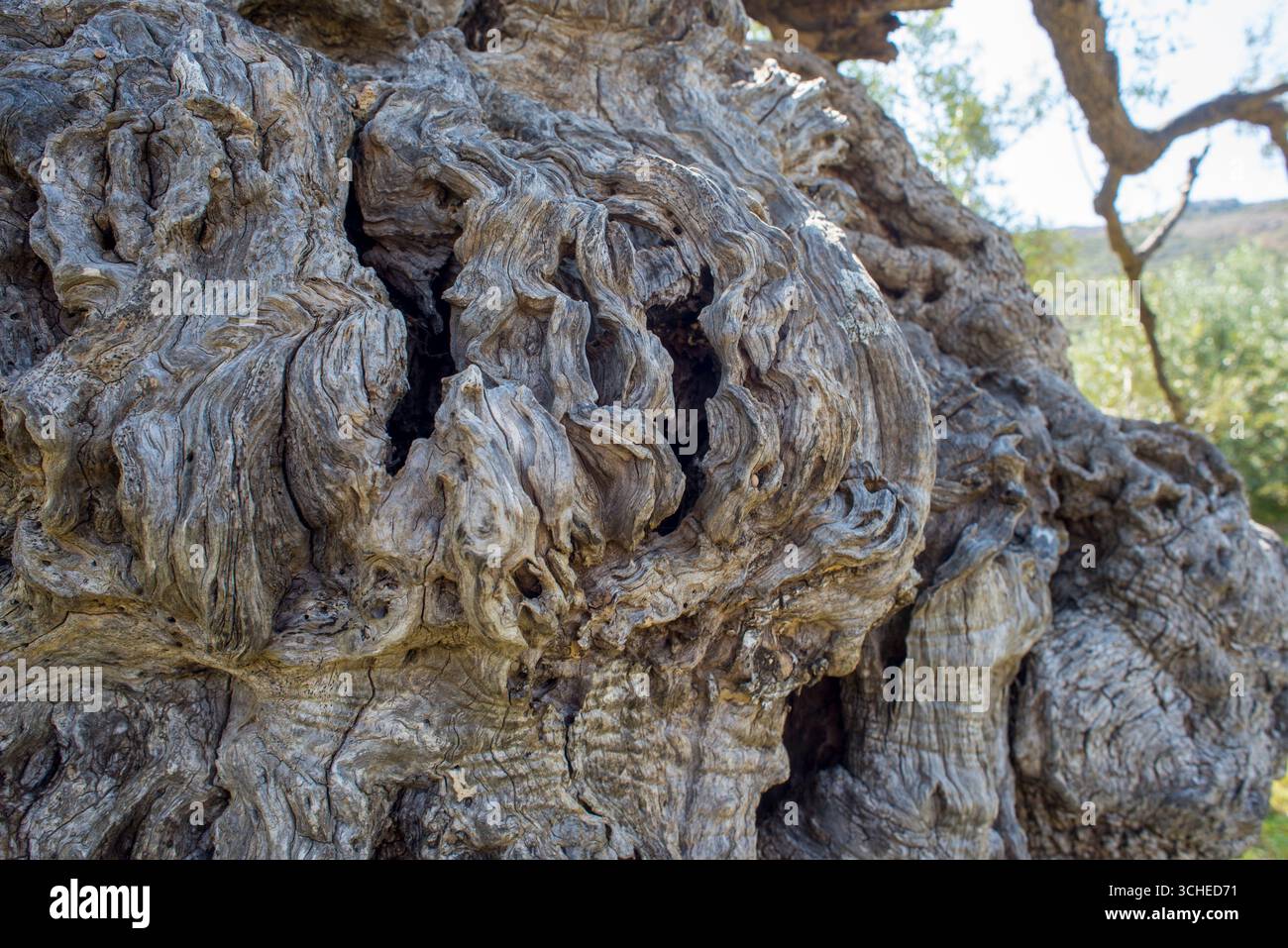 Tronc d'olivier centenaire Banque D'Images