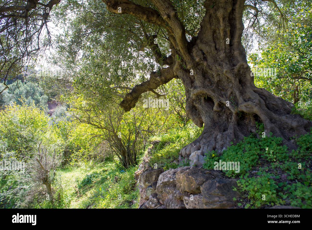 Majestueux oliviers anciens dans un paysage grec ensoleillé de Crète Banque D'Images