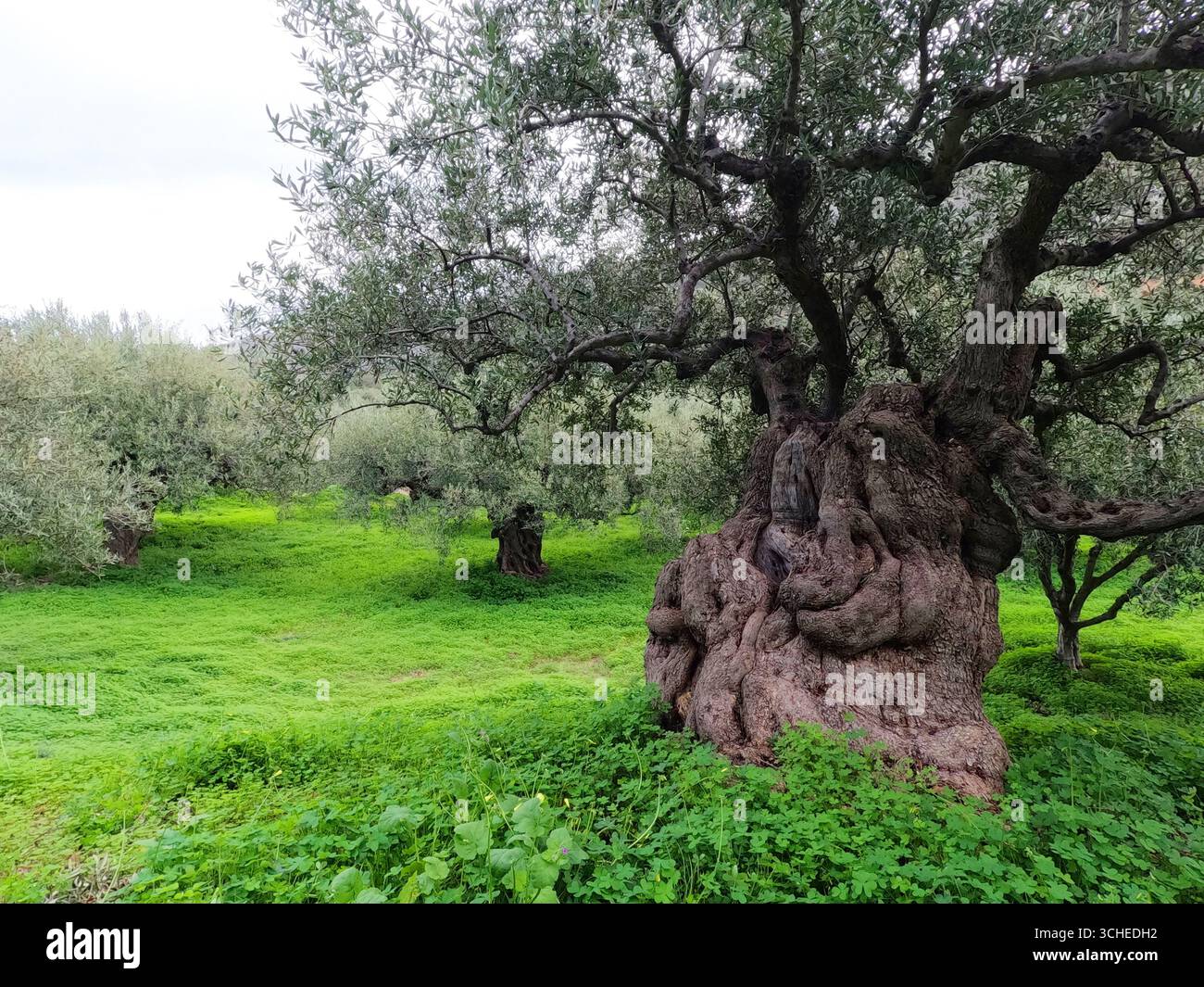 Ancien olivier dans un paysage méditerranéen luxuriant Banque D'Images