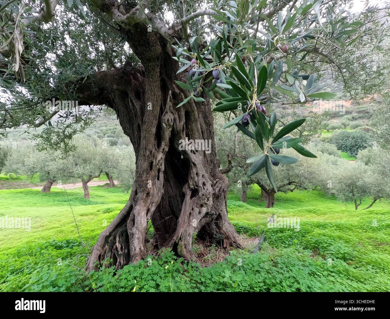 Majestueux oliviers anciens dans un paysage grec ensoleillé de Crète Banque D'Images