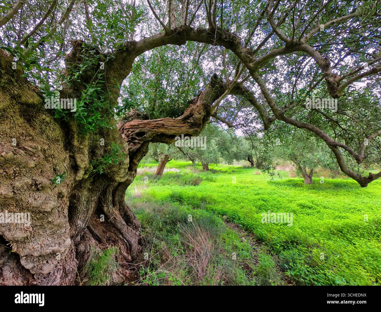 Majestueux oliviers anciens dans un paysage grec ensoleillé de Crète Banque D'Images
