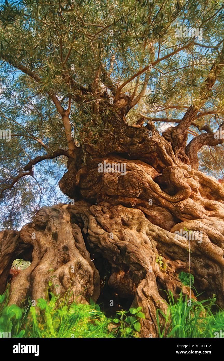 Ancien olivier à Pano Vouves, Crète Banque D'Images