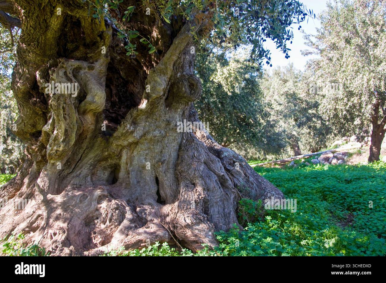 Majestueux oliviers anciens dans un paysage grec ensoleillé de Crète Banque D'Images