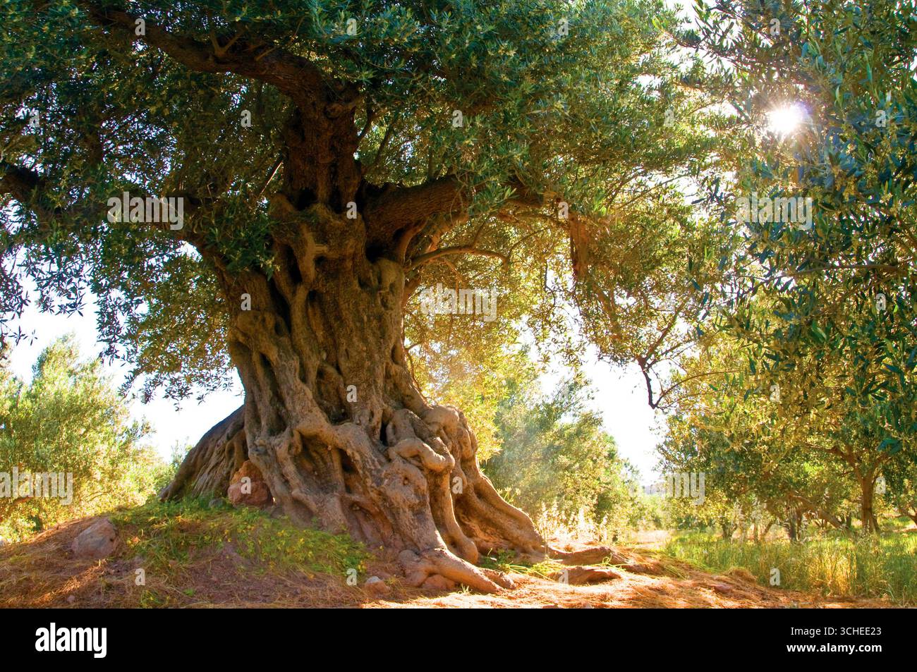 Majestueux oliviers anciens dans un paysage grec ensoleillé de Crète Banque D'Images
