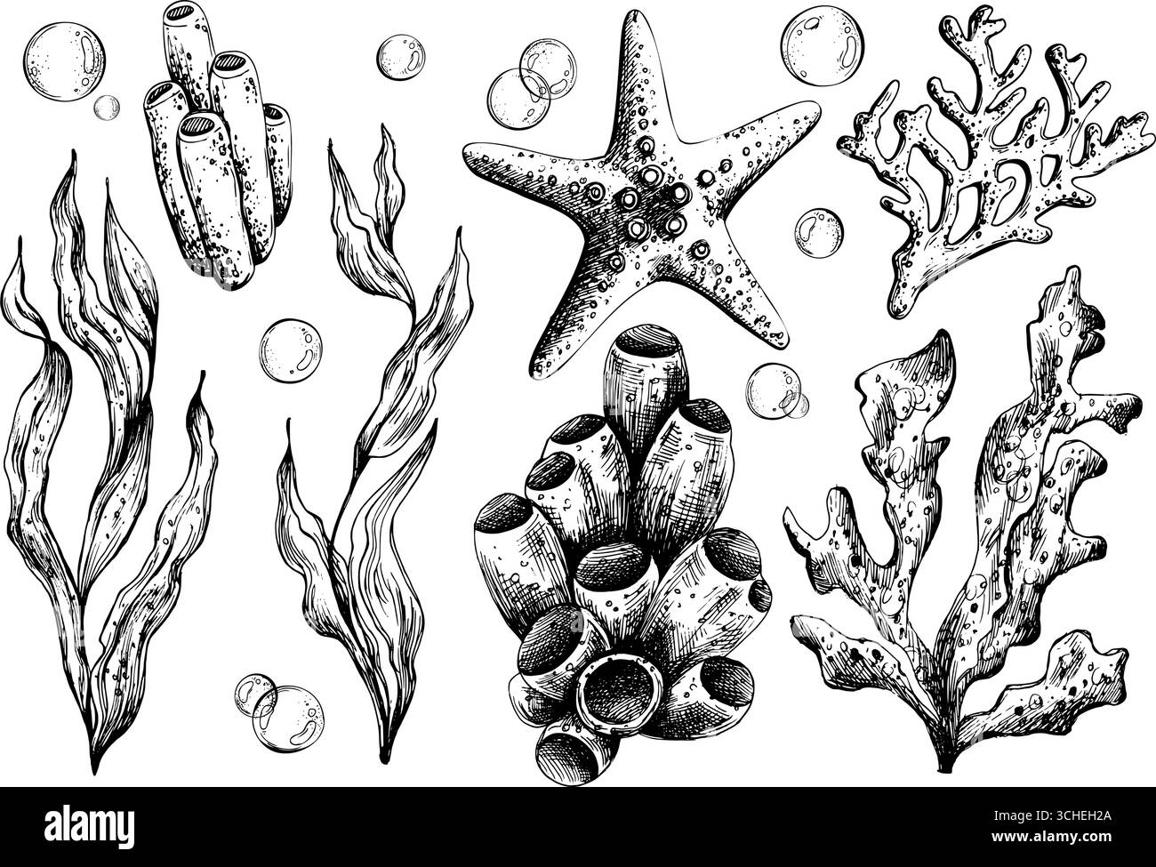 Illustration dessinée à la main d'étoiles de mer, de coraux, de coquillages et d'algues. Collection marine à encre noire avec bulles, parfaite pour clipart, sous l'eau Illustration de Vecteur