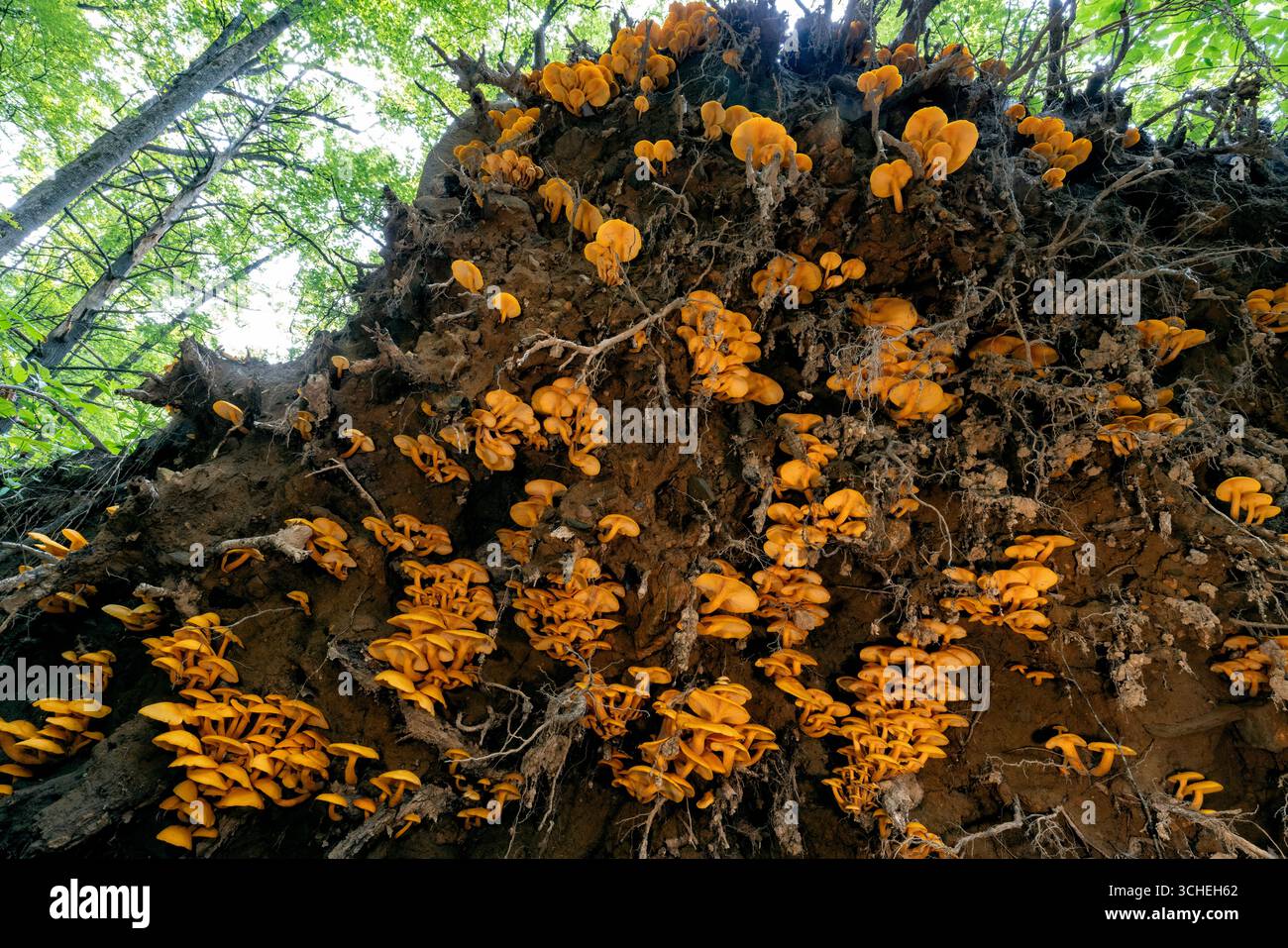 Grande colonie de champignons Jack-O'Lantern (Omphalotus illudens) poussant sur les racines d'un grand arbre déchu (déraciné) - forêt nationale de Pisgah- Brevard, Nort Banque D'Images