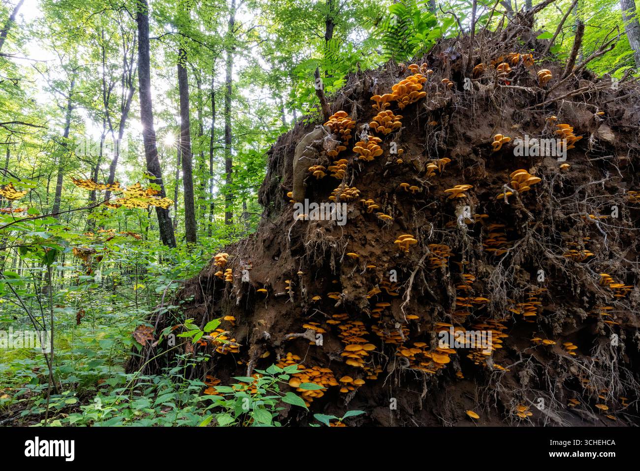 Grande colonie de champignons Jack-O'Lantern (Omphalotus illudens) poussant sur les racines d'un grand arbre déchu (déraciné) - forêt nationale de Pisgah- Brevard, Nort Banque D'Images