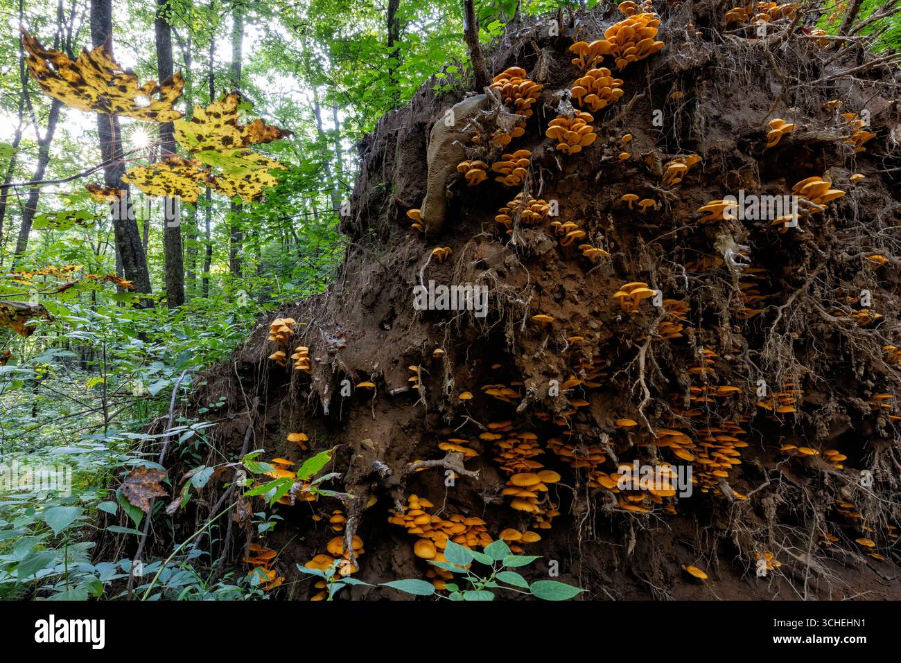 Grande colonie de champignons Jack-O'Lantern (Omphalotus illudens) poussant sur les racines d'un grand arbre déchu (déraciné) - forêt nationale de Pisgah- Brevard, Nort Banque D'Images