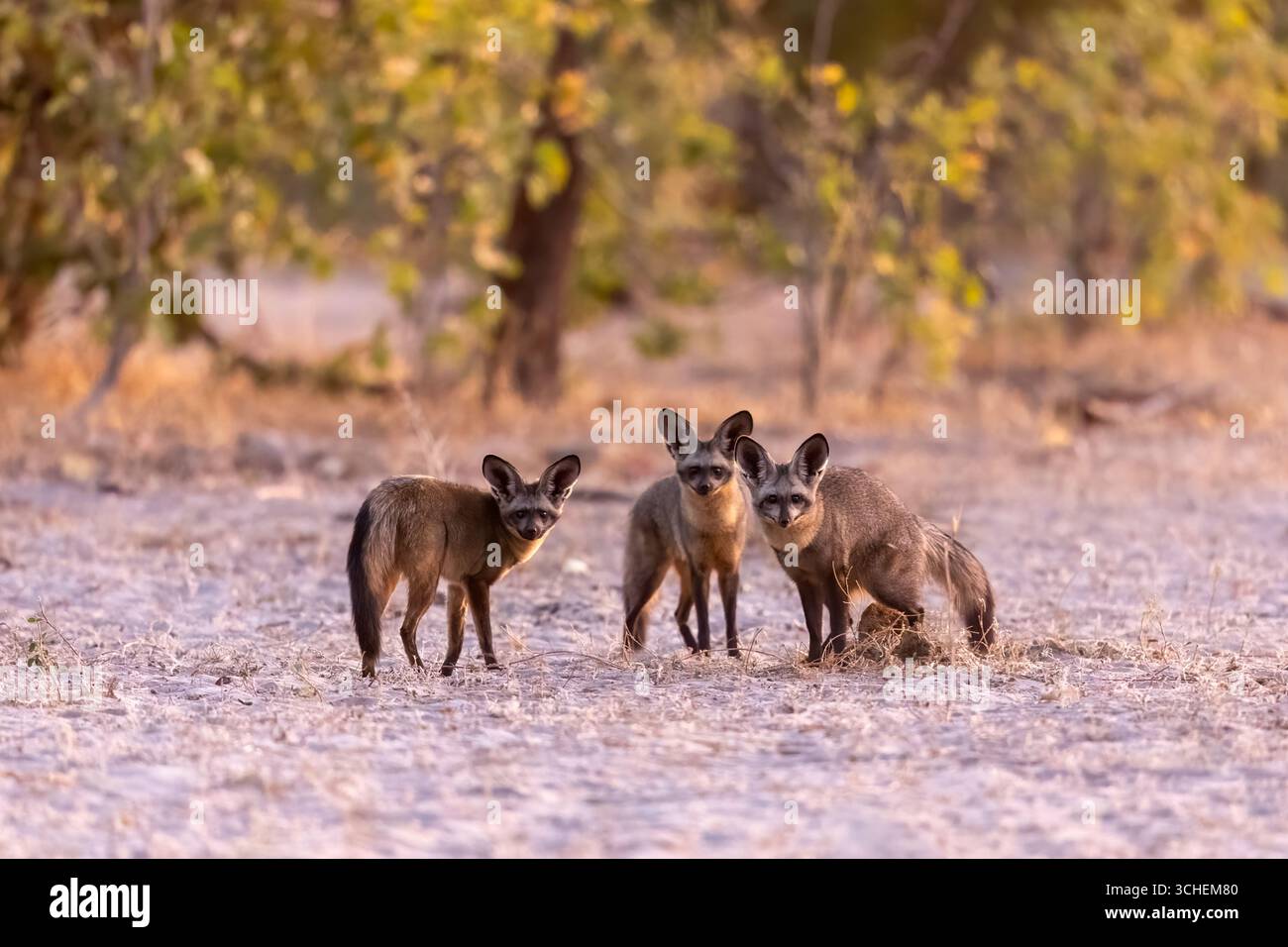 Trois renards à oreilles de chauve-souris se tiennent dans une zone ouverte et regardent dans la caméra - Moremi Game Reserve, Botswana, Afrique australe. Banque D'Images
