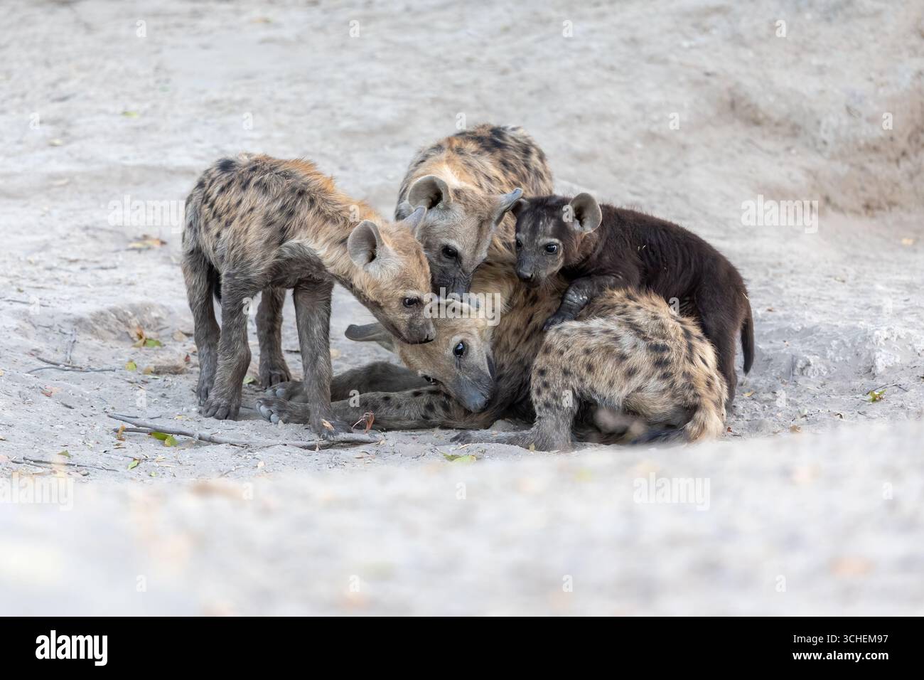 Quatre hyènes tachetées de différentes tailles se sont rassemblées dans le sable devant un repaire - Moremi Game Reserve, Botswana, Afrique australe. Banque D'Images
