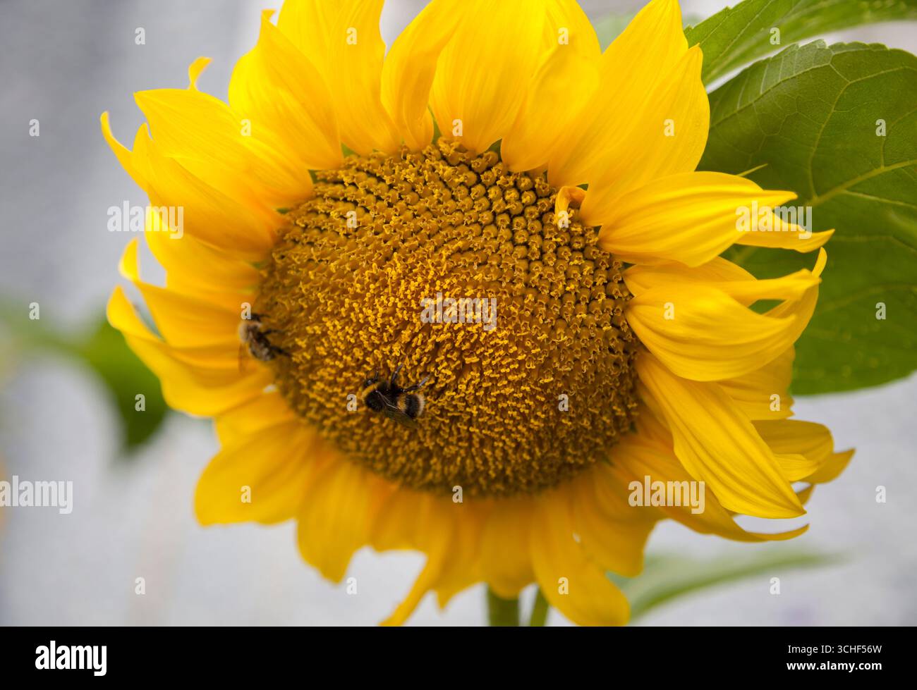 Tournesol jaune vif avec bourdon Banque D'Images