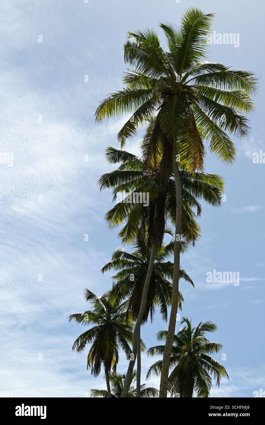 Une rangée de quatre grands palmiers atteignant majestueusement le ciel. Banque D'Images