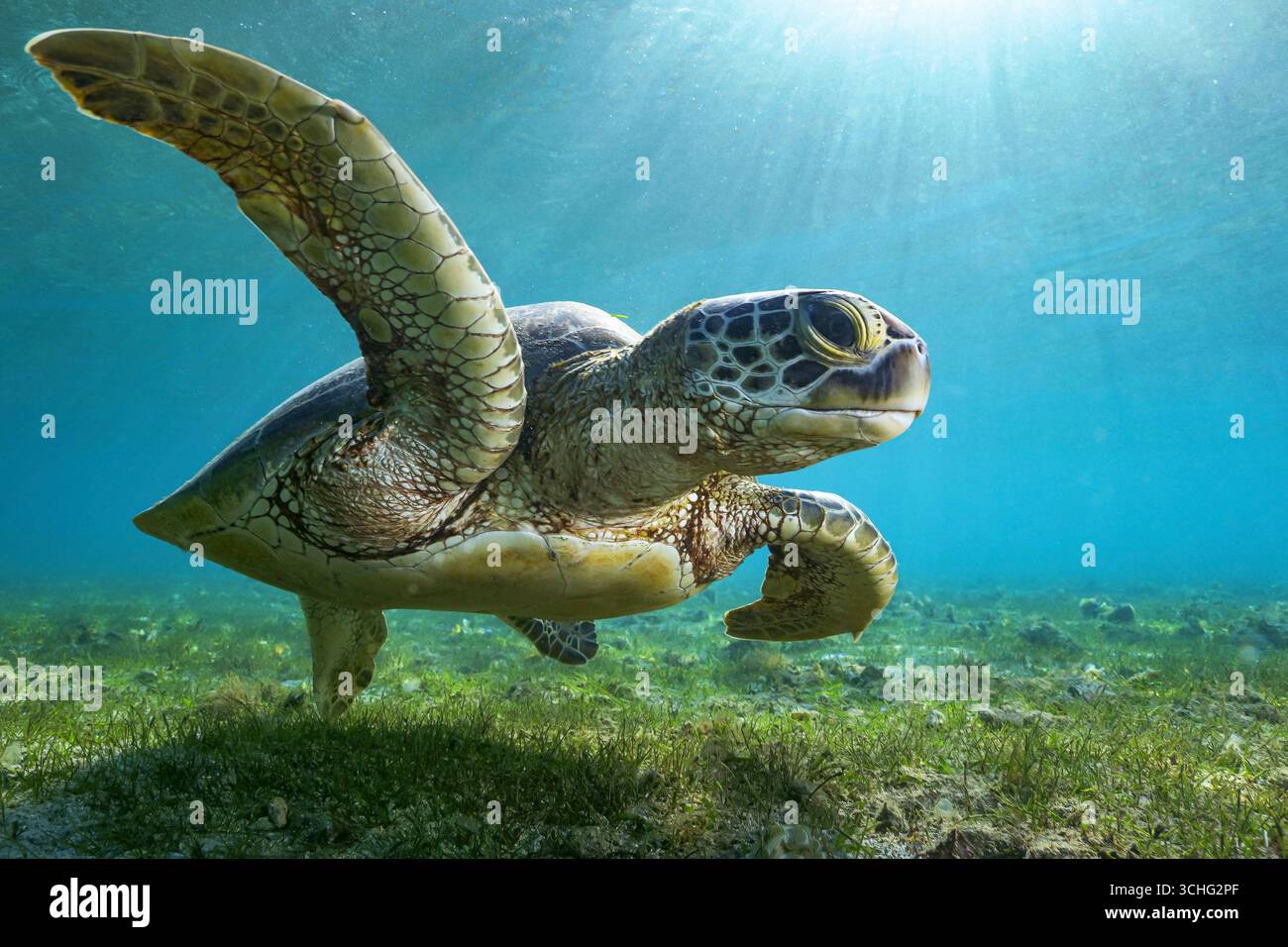Une tortue verte de mer (Chelonia mydas) qui glisse dans les eaux claires du lagon de Mayotte, à l’ouest de l’océan Indien. Banque D'Images