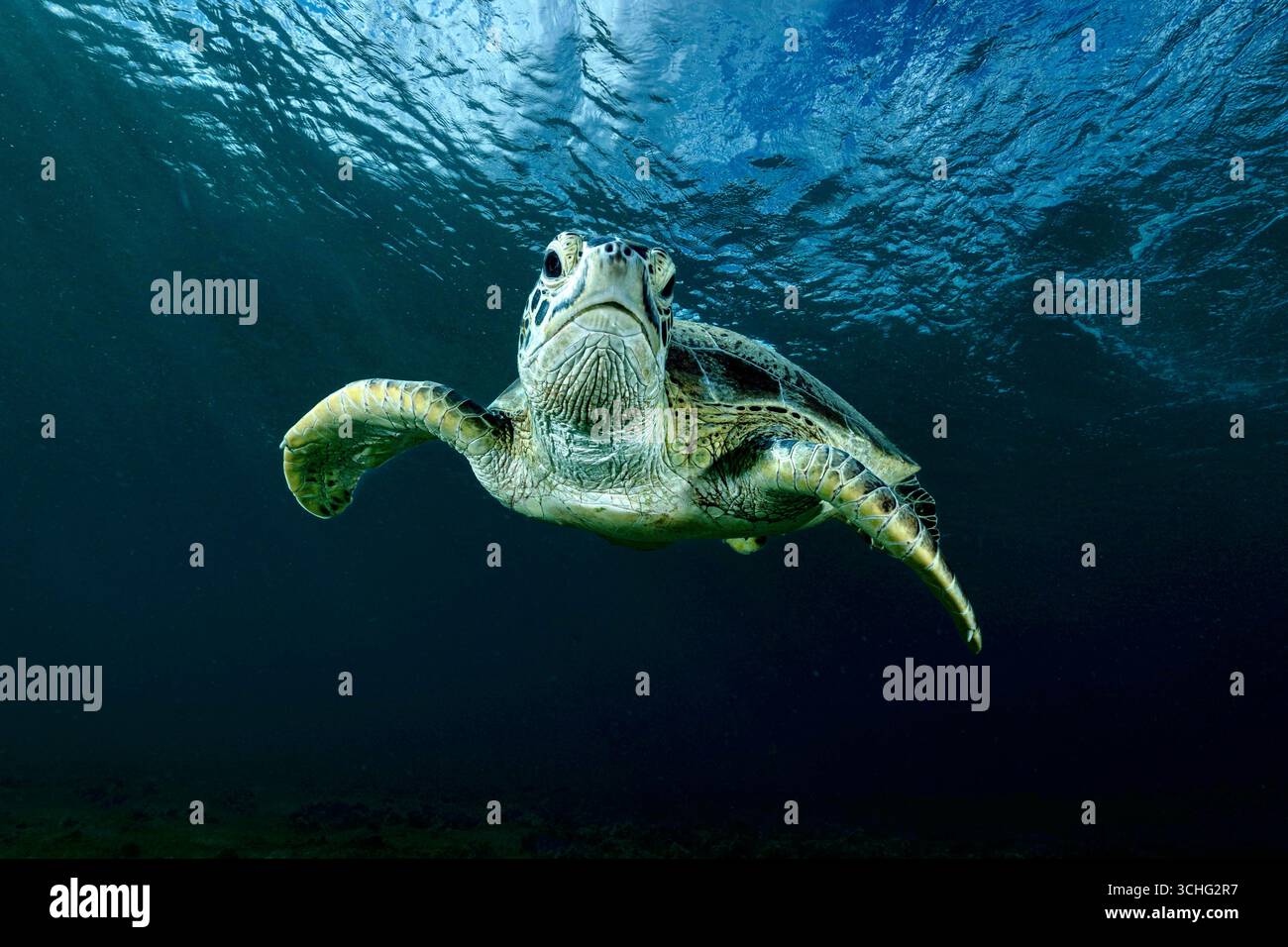 Une tortue verte de mer (Chelonia mydas) qui glisse dans les eaux claires du lagon de Mayotte, à l’ouest de l’océan Indien. Banque D'Images