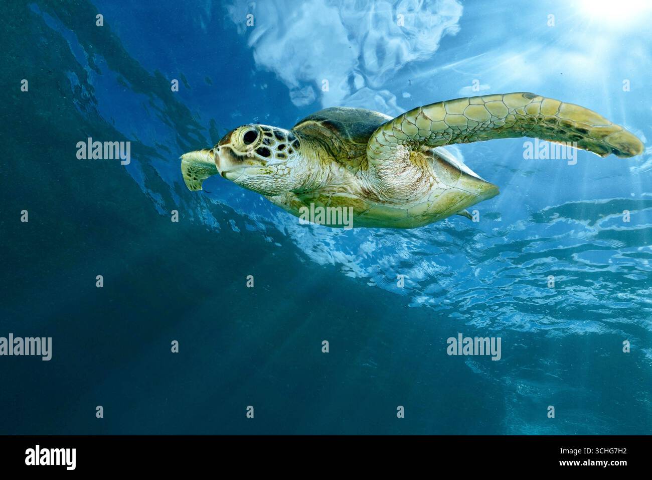 Une tortue verte de mer (Chelonia mydas) qui glisse dans les eaux claires du lagon de Mayotte, à l’ouest de l’océan Indien. Banque D'Images