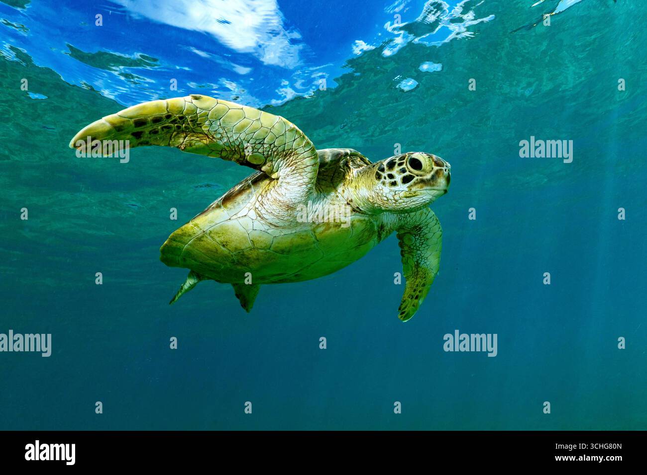 Une tortue verte de mer (Chelonia mydas) qui glisse dans les eaux claires du lagon de Mayotte, à l’ouest de l’océan Indien. Banque D'Images