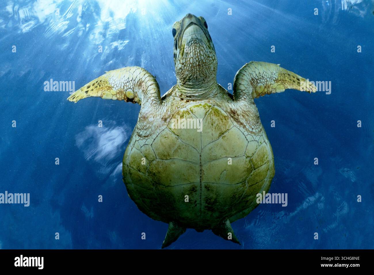 Une tortue verte de mer (Chelonia mydas) qui glisse dans les eaux claires du lagon de Mayotte, à l’ouest de l’océan Indien. Banque D'Images