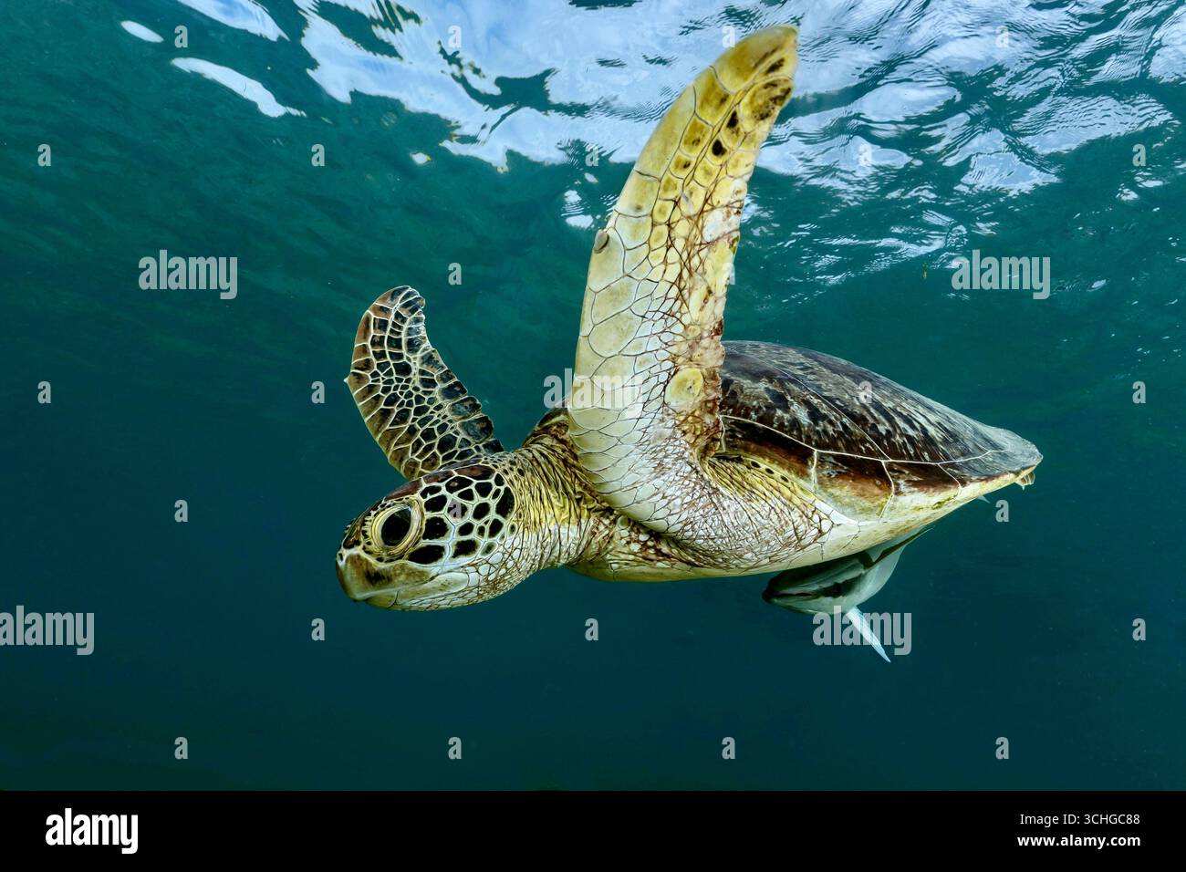 Une tortue verte de mer (Chelonia mydas) qui glisse dans les eaux claires du lagon de Mayotte, à l’ouest de l’océan Indien. Banque D'Images
