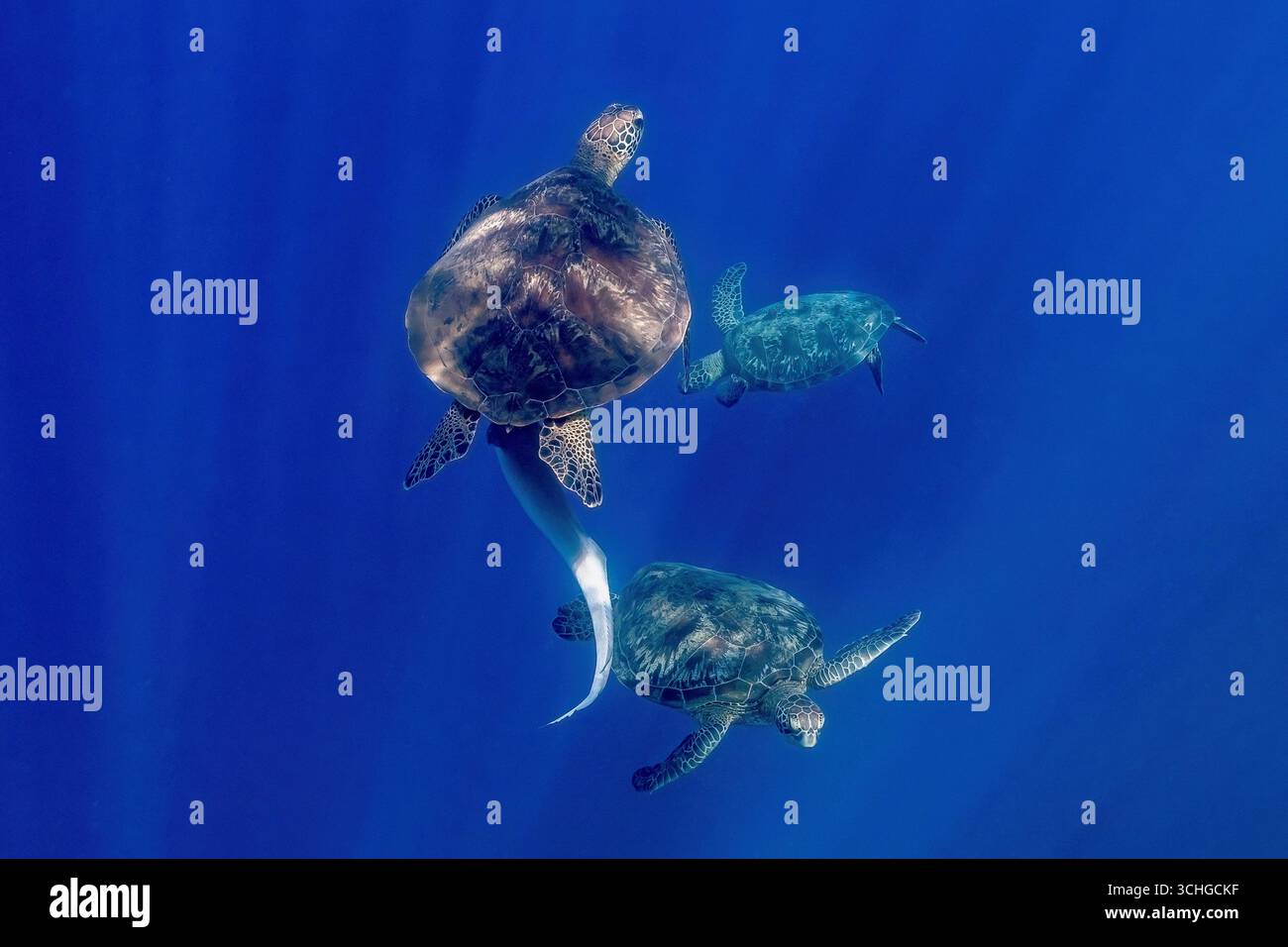 Une tortue verte de mer (Chelonia mydas) qui glisse dans les eaux claires du lagon de Mayotte, à l’ouest de l’océan Indien. Banque D'Images