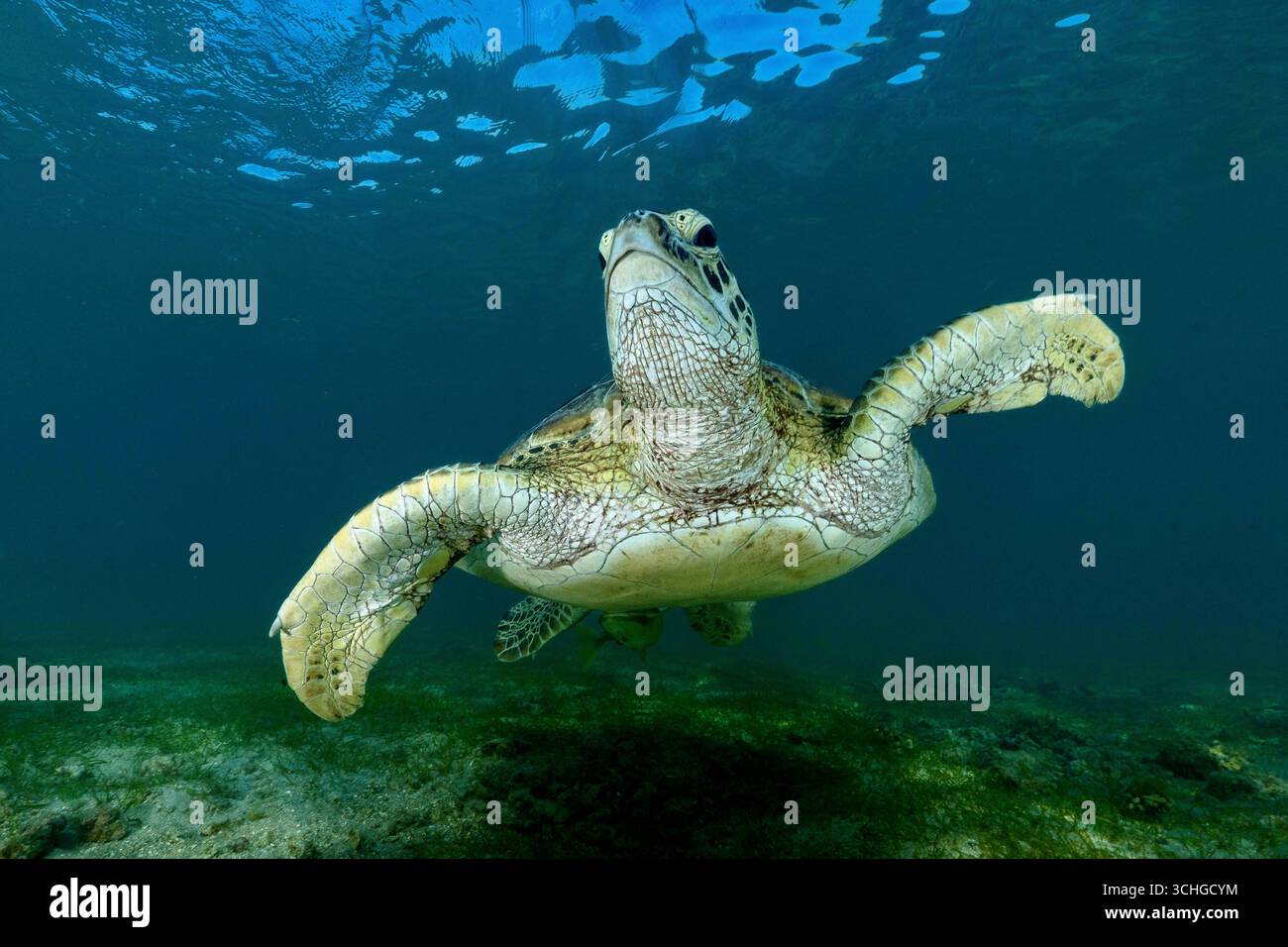 Une tortue verte de mer (Chelonia mydas) qui glisse dans les eaux claires du lagon de Mayotte, à l’ouest de l’océan Indien. Banque D'Images