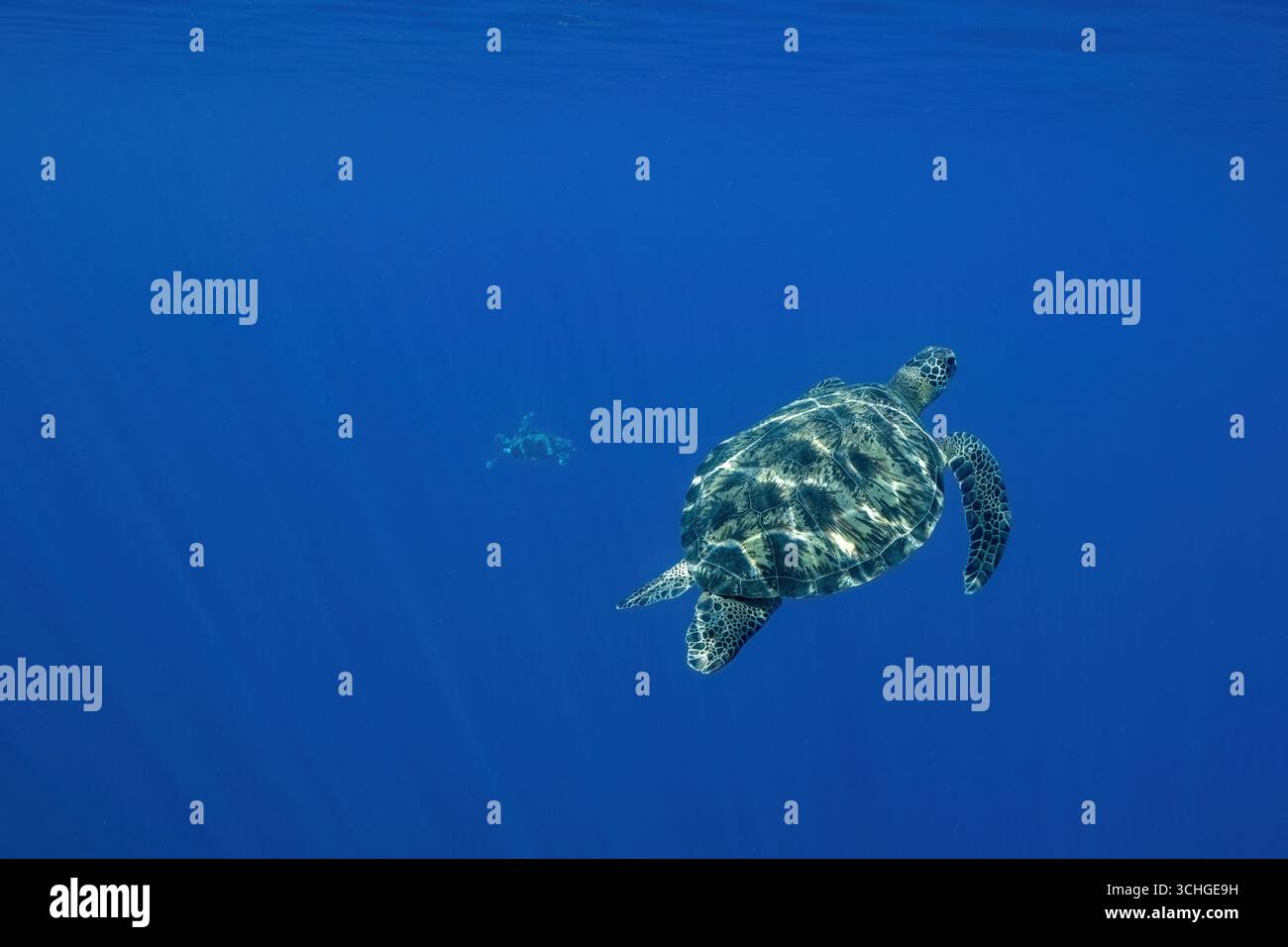 Une tortue verte de mer (Chelonia mydas) qui glisse dans les eaux claires du lagon de Mayotte, à l’ouest de l’océan Indien. Banque D'Images