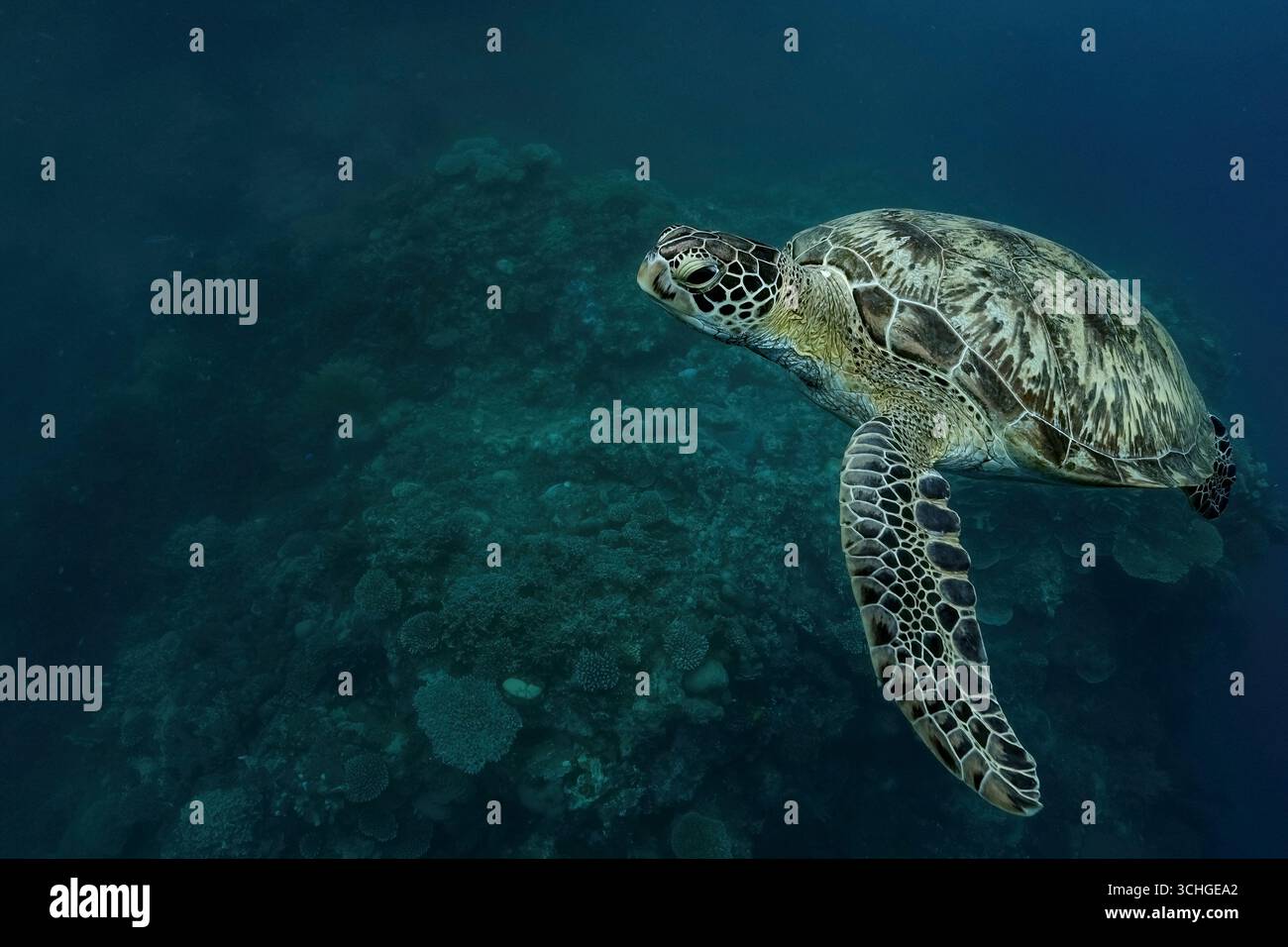 Une tortue verte de mer (Chelonia mydas) qui glisse dans les eaux claires du lagon de Mayotte, à l’ouest de l’océan Indien. Banque D'Images