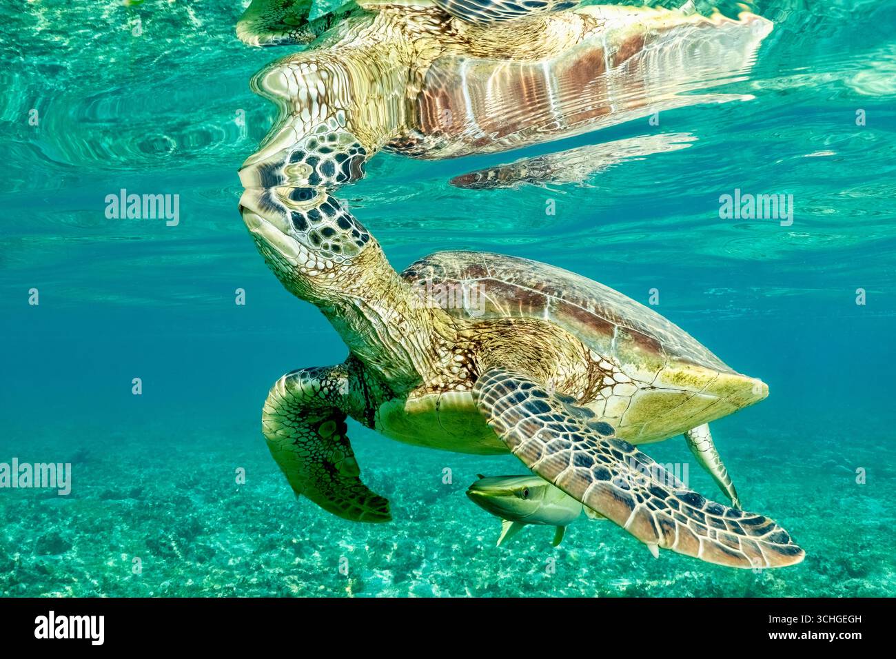 Une tortue verte de mer (Chelonia mydas) qui glisse dans les eaux claires du lagon de Mayotte, à l’ouest de l’océan Indien. Banque D'Images