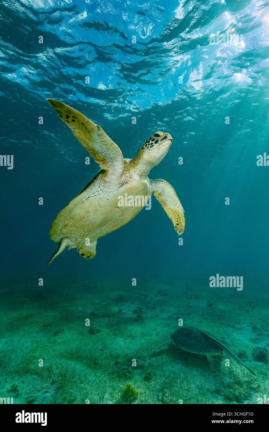 Une tortue verte de mer (Chelonia mydas) qui glisse dans les eaux claires du lagon de Mayotte, à l’ouest de l’océan Indien. Banque D'Images