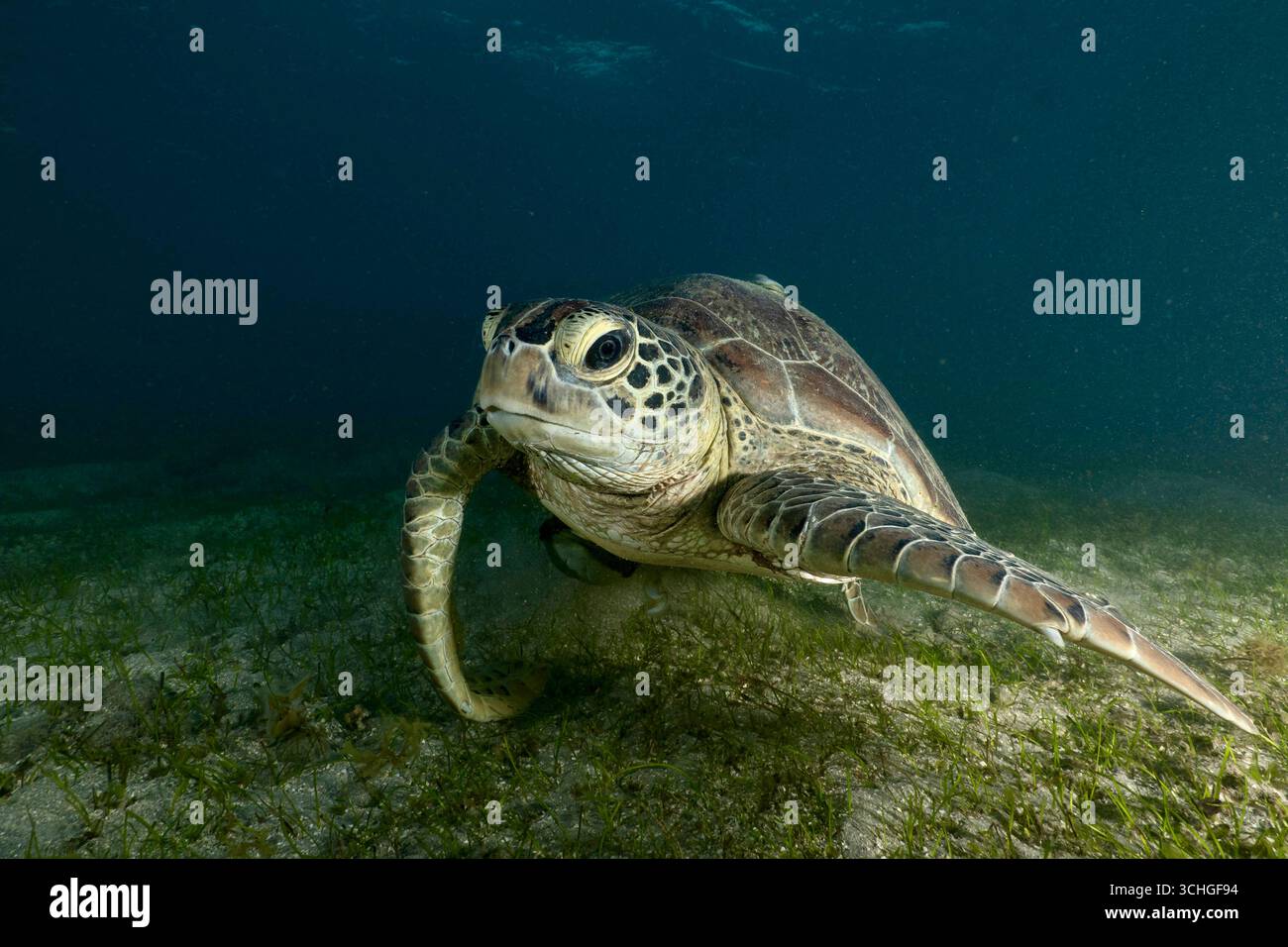 Une tortue verte de mer (Chelonia mydas) qui glisse dans les eaux claires du lagon de Mayotte, à l’ouest de l’océan Indien. Banque D'Images
