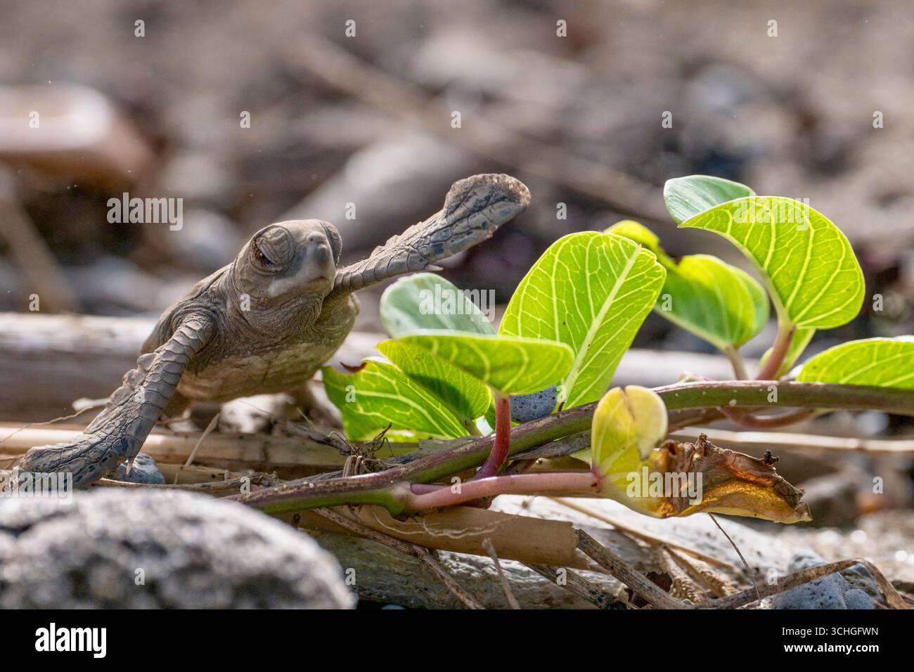Des bébés tortues nouvellement éclosées traversent la plage pour rejoindre l’océan Indien à Mayotte. Cette étape critique de la vie est confrontée à une prédation lourde et au dérangement humain Banque D'Images