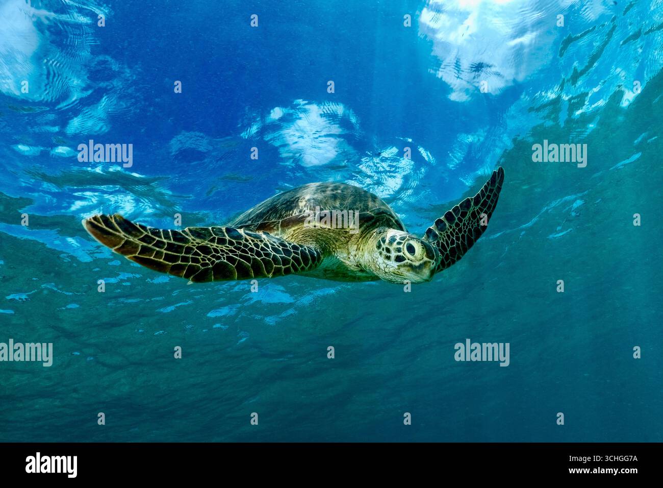 Une tortue verte de mer (Chelonia mydas) qui glisse dans les eaux claires du lagon de Mayotte, à l’ouest de l’océan Indien. Banque D'Images
