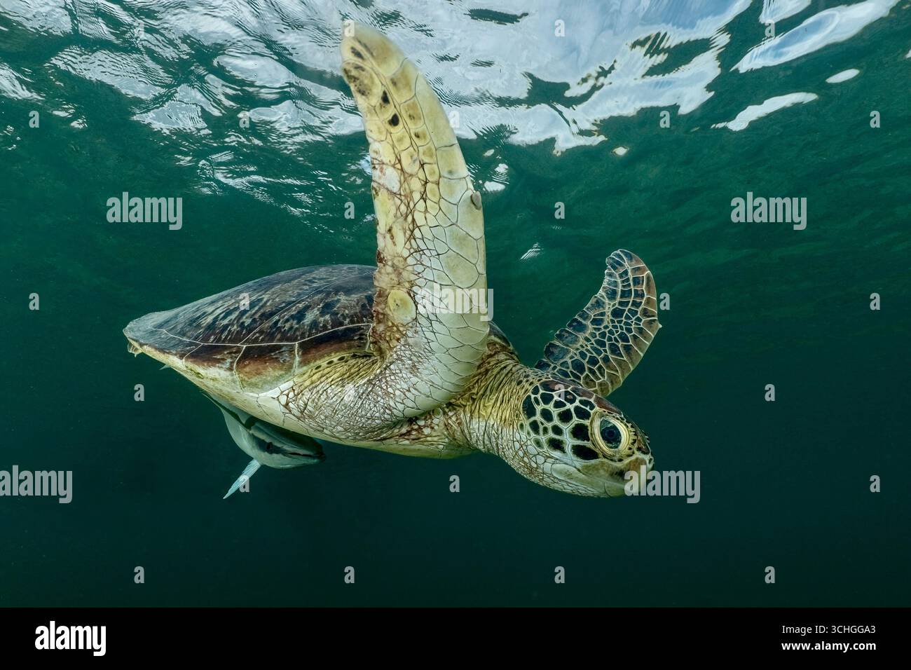 Une tortue verte de mer (Chelonia mydas) qui glisse dans les eaux claires du lagon de Mayotte, à l’ouest de l’océan Indien. Banque D'Images