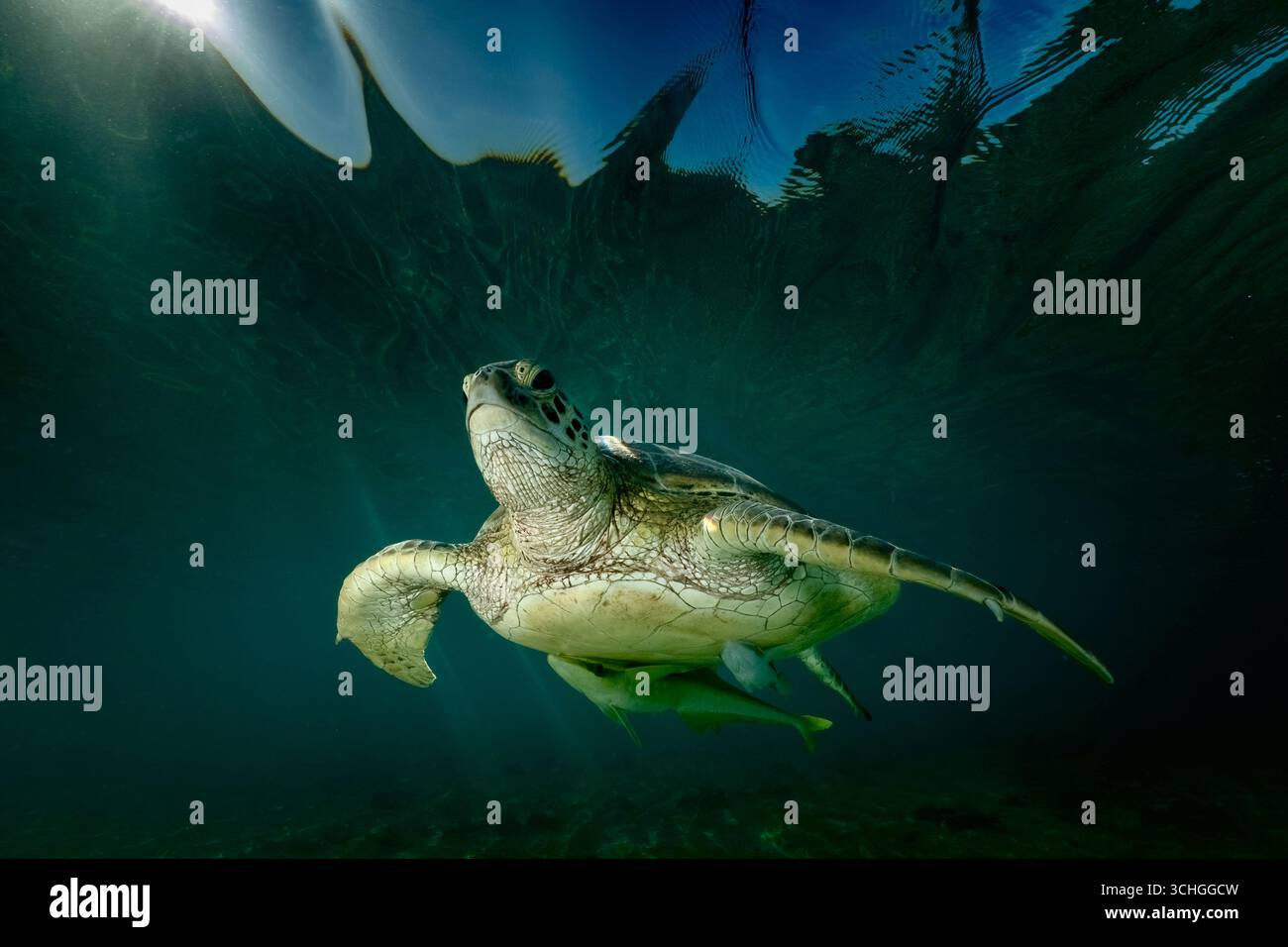 Une tortue verte de mer (Chelonia mydas) qui glisse dans les eaux claires du lagon de Mayotte, à l’ouest de l’océan Indien. Banque D'Images