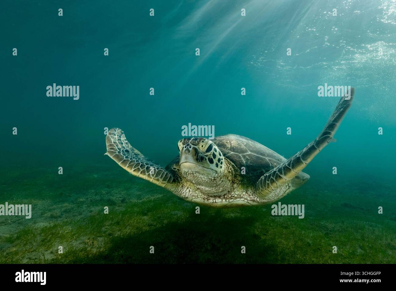 Une tortue verte de mer (Chelonia mydas) qui glisse dans les eaux claires du lagon de Mayotte, à l’ouest de l’océan Indien. Banque D'Images
