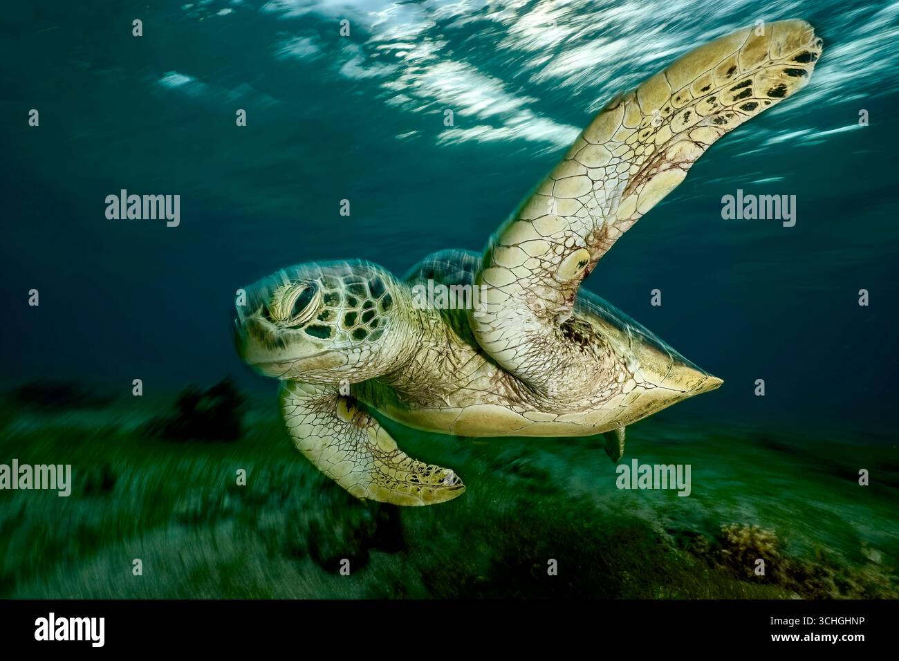 Une tortue verte de mer (Chelonia mydas) qui glisse dans les eaux claires du lagon de Mayotte, à l’ouest de l’océan Indien. Banque D'Images