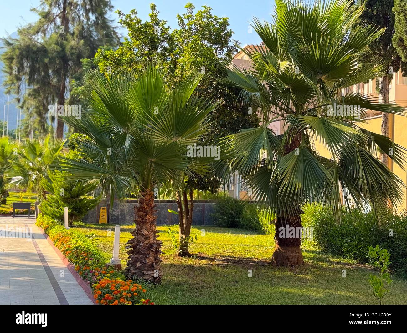 Palmier vert poussant près d'un mur de bâtiment à la lumière du soleil. Végétation tropicale, nature urbaine et paysage extérieur exotique. Banque D'Images