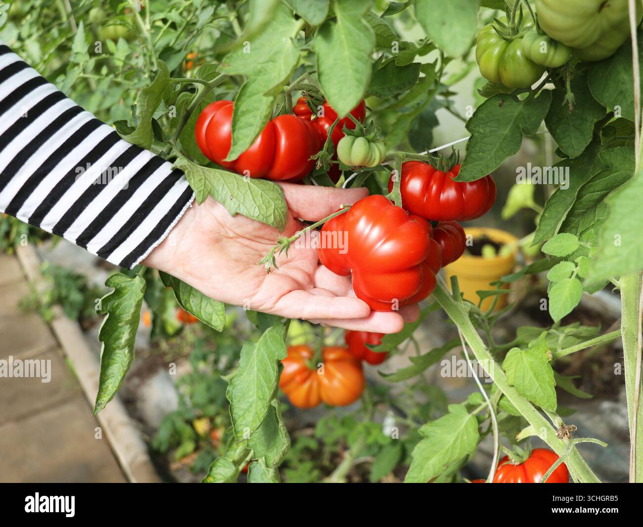 Femme récoltant des tomates fraîches dans sa serre Banque D'Images