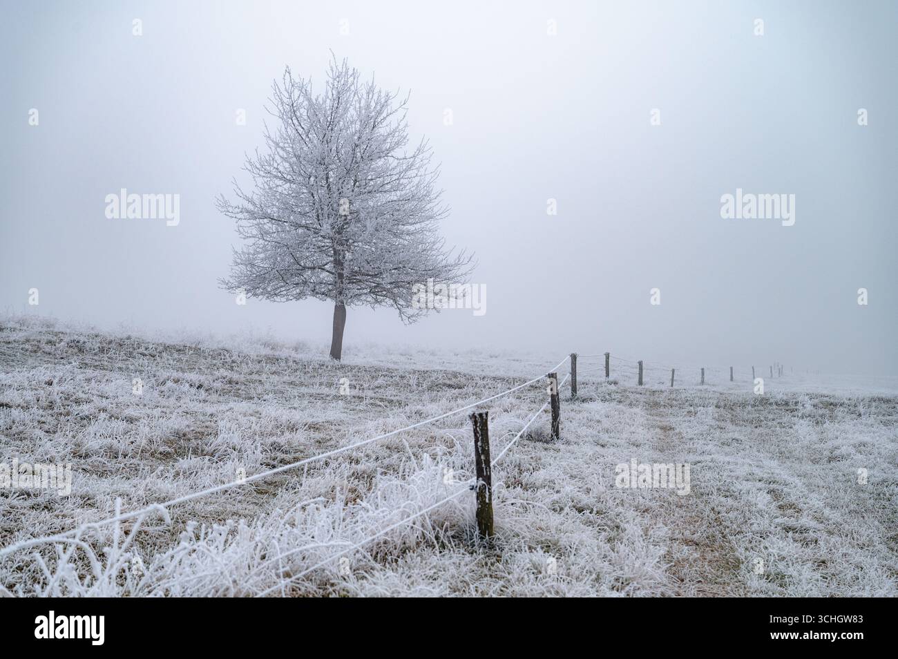 Un arbre solitaire debout dans un paysage blanc magique de Noël. Une scène de silence, de paix et de merveille hivernale. Banque D'Images