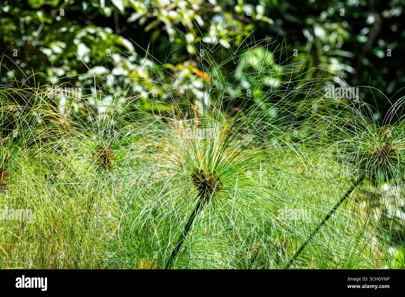 Perez ZELEDÓN, PROVINCE de SAN JOSÉ, COSTA RICA : plantes de papyrus (Cyperus papyrus) dans la réserve naturelle de Cloudbridge, un refuge pour la faune. Banque D'Images